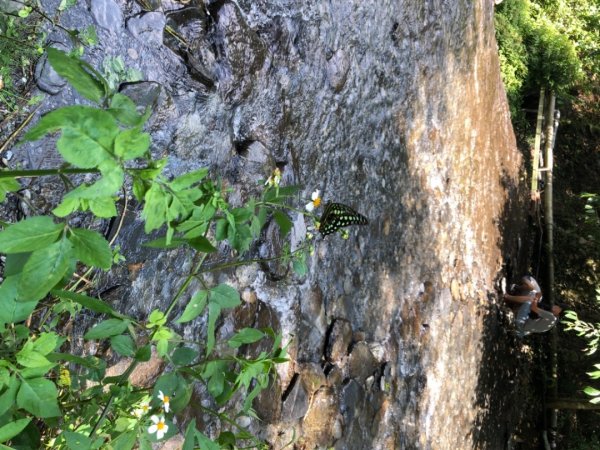 埔里彩蝶瀑布之國姓鄉眉冷山及糯米橋1466175
