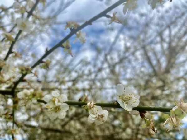 蜊埤湖、芃芃溫泉、天狗溪噴泉逍遙遊   2021/12/281570083