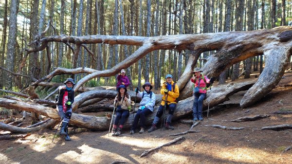 五星級松針步道的平多縱走2837845