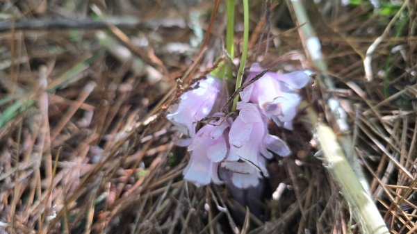 天使的眼淚嘉明湖，美呆了嘉明湖國家步道，一生難忘的美景，台灣第二高的高山湖泊，三天二夜嘉明湖2841336