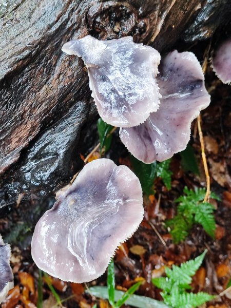 北得拉曼神木群連走內鳥嘴山2940208