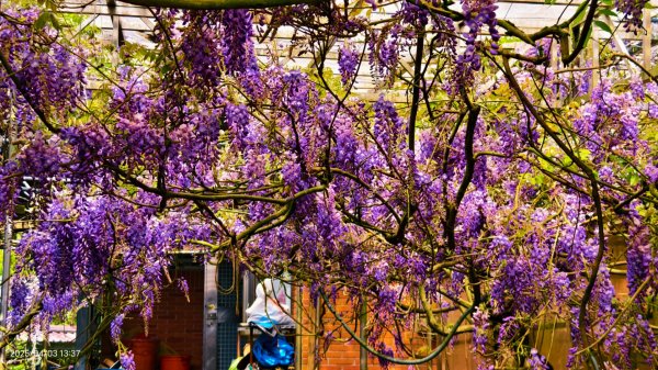 追花是簡單的快樂，賞花是恬淡的幸褔 4/32751444