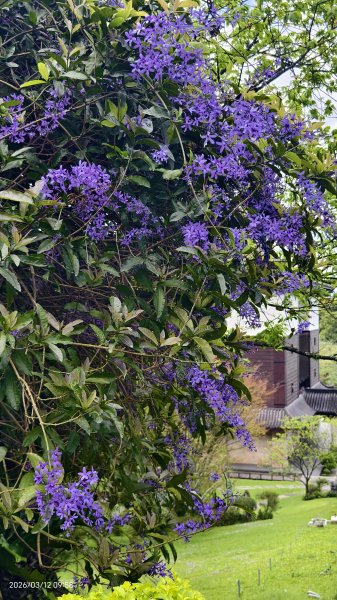 #緣道觀音廟 #北海福座 #萬代福 #黃花風鈴木 #錫葉藤 #青帶鳳蝶 #昭和櫻 #吉野櫻 3/123014049