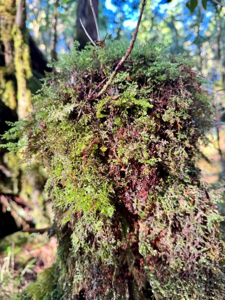 走入魔幻森林 探訪三星池與妹池2950153