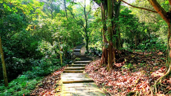 黑端建斑蝶（斐豹蛺蝶）3068578