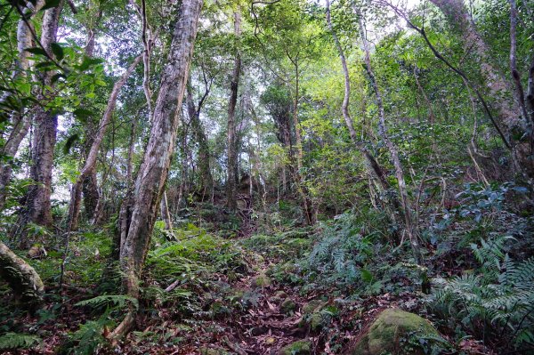 新竹關西鎮 水田林道之貴妃&那結山連走1539686