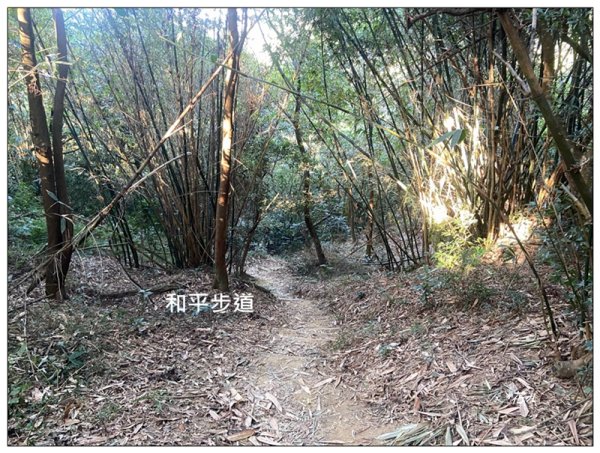 軍功寮山、大坑9、7、6、9-1步道 O型一圈2950809