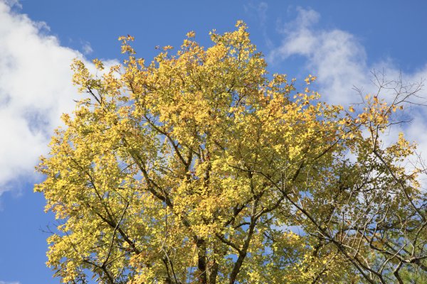 大小劍-油婆蘭全紀錄2674217