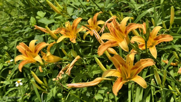 追花是簡單的快樂，賞花是恬淡的幸褔 #LO百合 #金針花 5/123053121