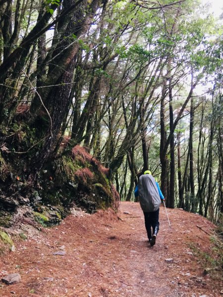 猴子就是愛爬山(奇萊南華)#5.6567221