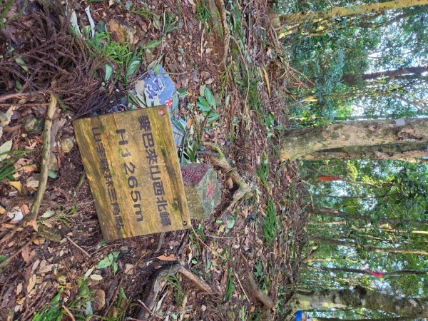 【中級山】麥巴來山，夢幻杉木林3089246