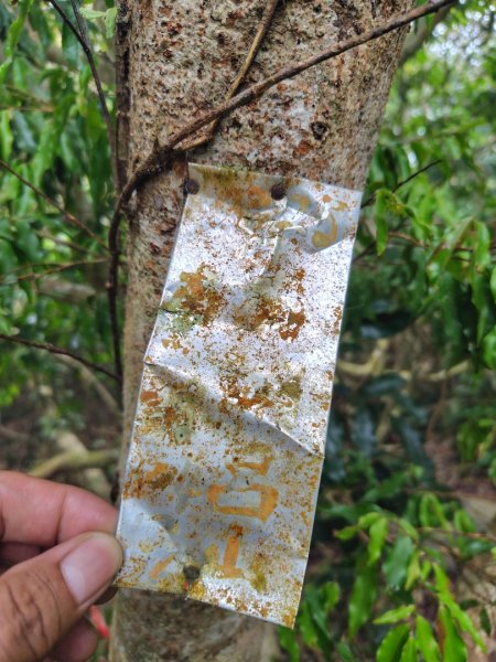 白藍狐貍出狐貍尾/狐貍縱走2796356