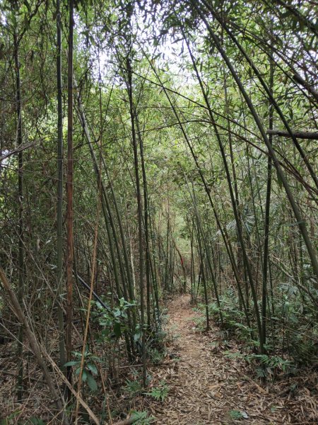 2024.04.14 倒別牛登中坑山飛鳳山O型2922829