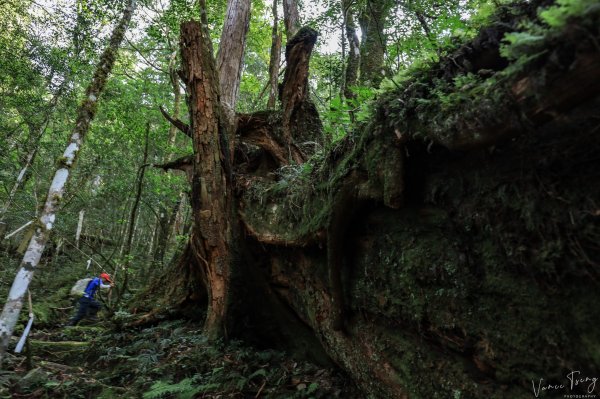 2019遺落的巨人森林聚落--唐穗山699913