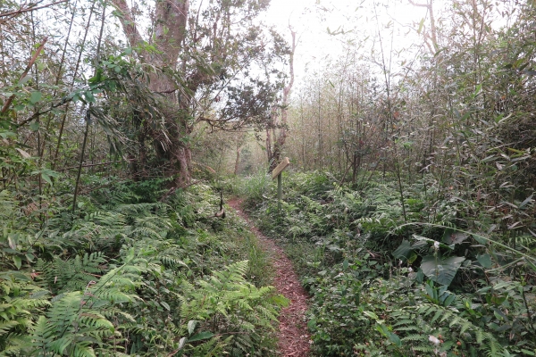 苗栗關刀山（小百岳）80134