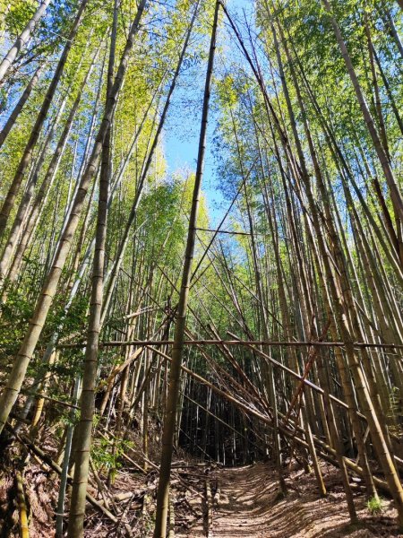 大雪山長壽三崠2691116