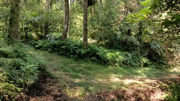平溪區東勢格古道-咸豐嶺烽火台-峭壁雄峰-三抱竹鞍-白石後仙洞-東勢格古道P字走3126897