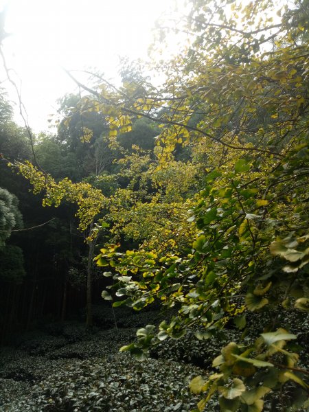 鹿谷大崙頭山樟空倫山竹崙山6連峰O型(大石公起登)+小半天長源圳生態步道1886027