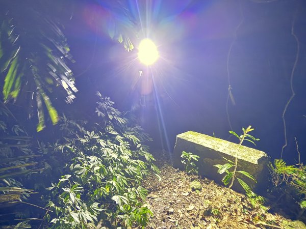 山毛櫸掉光光的 卡保逐鹿O繞 202511152937483