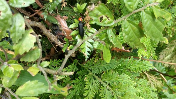 新溪洲山之樂400372