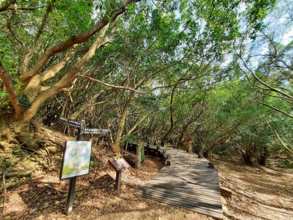 《台中》大肚環保公園登山步道、望高寮賞景1055271