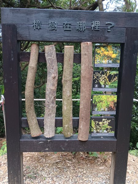 微笑山線大棟山系百年大榕樹段+大湖坑步道2981053