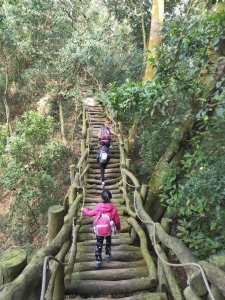 小百岳(41)-頭嵙山(四號步道)-20200209~【2020全家總動員~28分之06】1716133