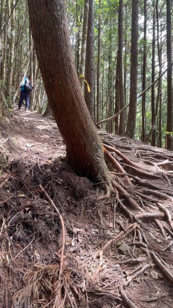 尖石🌳羅山林道野營-油羅山-竹苗小百岳3133072