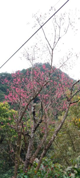 微笑山線：【二格山系】皇帝殿稜線段3003113