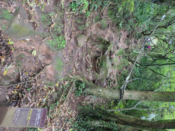 第二段：二子坪→小油坑2759588