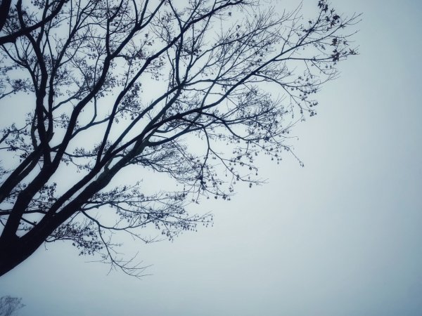 1140101元旦爬山趣2680851