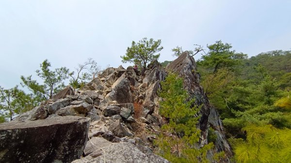 東卯山東南稜原路往返（德芙蘭步道小o繞）尋找失落的石觀音2082157