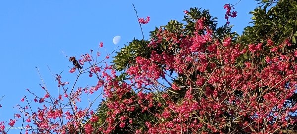 石碇趴趴走追雲趣-星空夜景/曙光日出雲海&差強人意流瀑/霧虹&月亮山櫻花&茶園梅花2415446