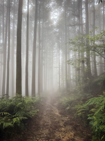 鵝公髻山-迷霧森林2768530