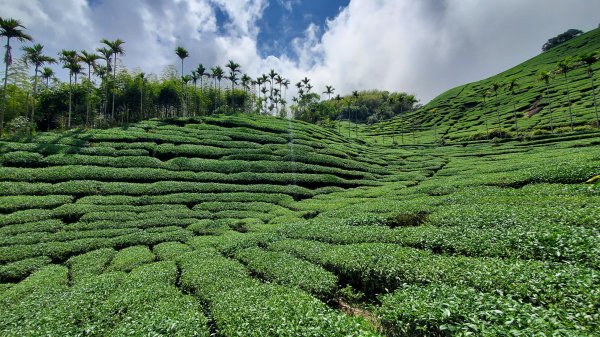 雲嘉大尖山 梨子腳山1727398