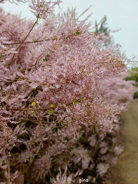 【南投中寮】粉紅山丘麝香木。 瑰蜜甜心玫瑰園2450469