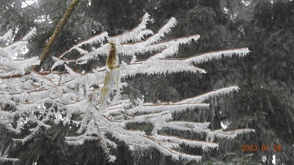 霧茫茫雪白冰封世界-太平山首度追霧淞成功202301282009461