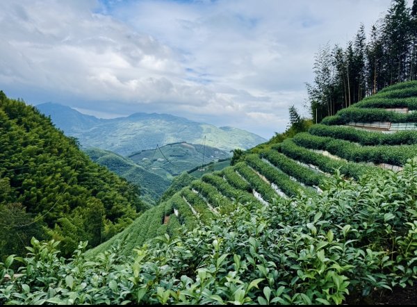 大崙山茶區山頭/民眾坪山 貓冬望山 大崙頭山 樟空倫山3101541
