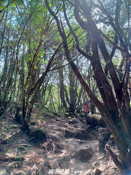 【高雄桃源】朝聖壯闊山景之南橫三星。 編號72百岳~塔關山登山步道2096657