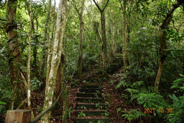 新北 坪林 大尾山(鬼子瀨尖山)1499525