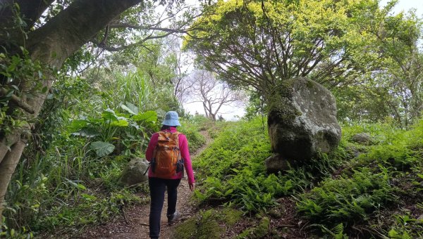 (姨婆趴趴走)第五十集:新北樹林大同山、青龍嶺、大棟山諸峰連走2751577