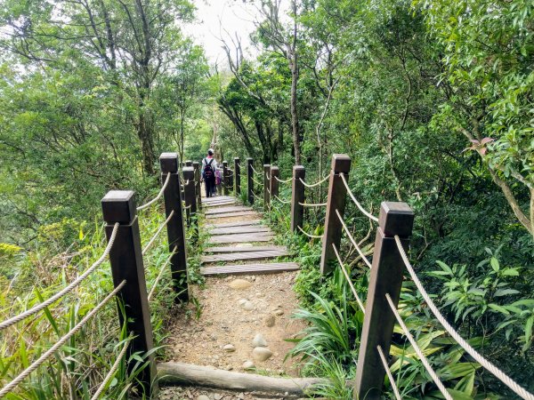頭嵙山(小百岳#41)大坑4,5,1步道1003699