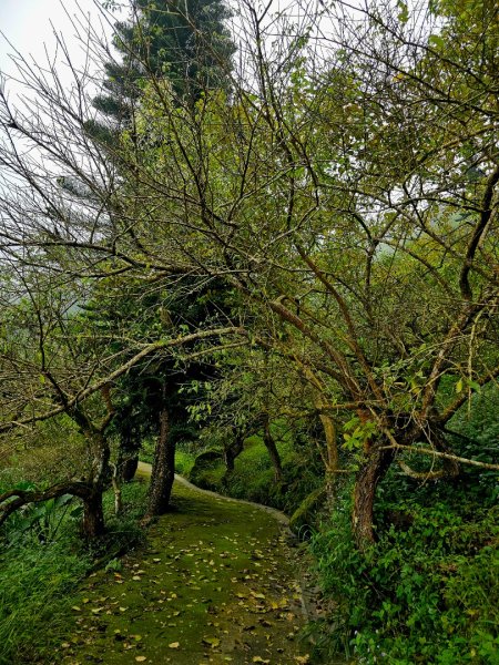 竹子尖山-小百岳#67-台南市楠西區/梅峰古道-(台南)臺灣百大必訪步道2630925