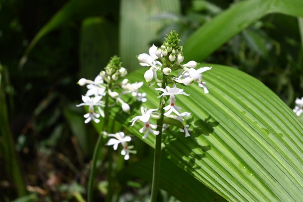 2025_0712 福山植物園2836324