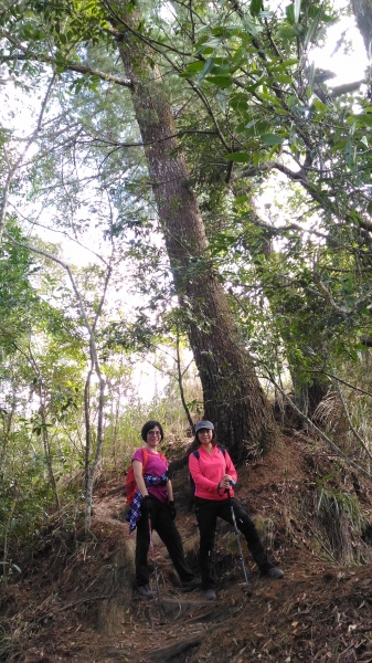 谷關七雄老么-唐麻丹山+蝴蝶谷O型走257277