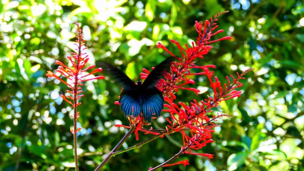 微笑山線烘爐地土地公段2860655