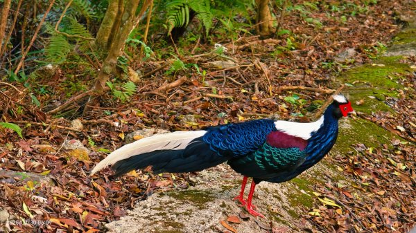 翡翠水庫壩頂 #火燒雲雲海 #日出雲海 #鱷魚島 #藍腹鷴 4/292773466