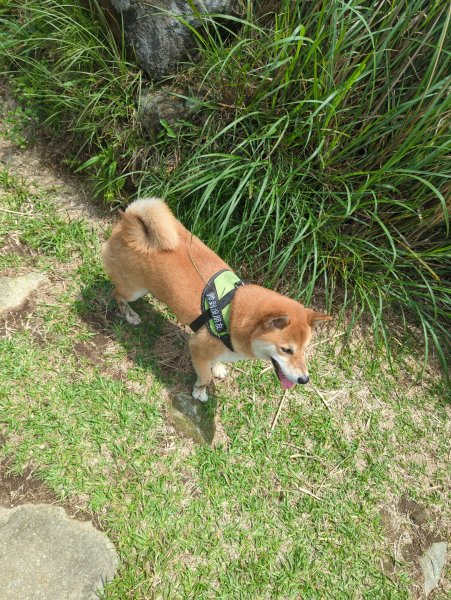 2025.04.27－金包里大路~小油坑縱走2770939