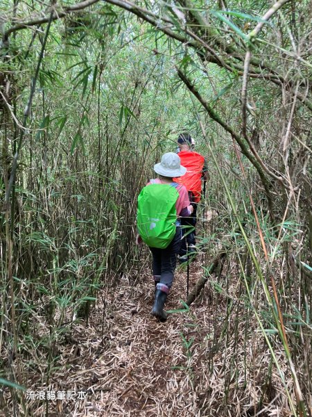 【羅馬縱走】山林巨木饗宴，夏季避暑的縱走路線2888201