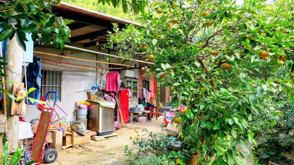 鵝尾梯田櫻花巷2989279